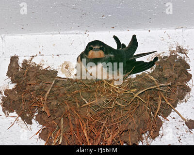 immature of barn swallow in its nest, Hirundo rustica Stock Photo