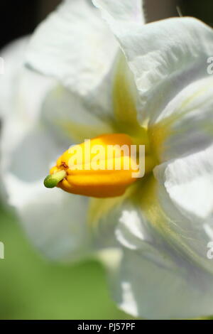 Solanum tuberosum. Flowers of  'British Queen' potato variety, summer, UK. AGM Stock Photo
