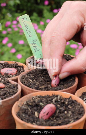 Phaseolus coccineus. Sowing runner bean 'Enorma' seeds into clay pots in spring,.UK Stock Photo