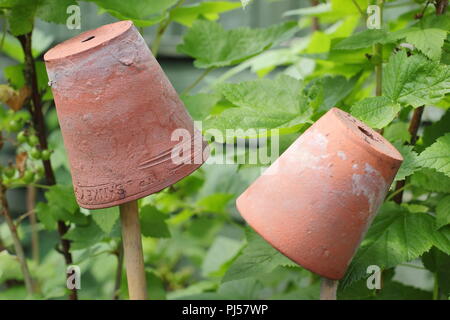 Cane toppers. Small clay pots on the top of bamboo canes to help prevent eye injury in the garden Stock Photo