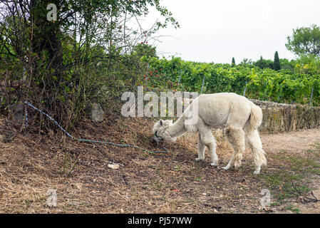 Llama pasturing in the vineyards near Bad Duerkheim, Rhineland-Palatinate, Germany. Llama hiking tours have become a new trend in local tourism in the Stock Photo