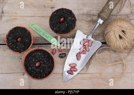 Phaseolus coccineus. Sowing runner bean 'Enorma' seeds in clay pots, UK Stock Photo