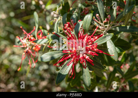 Australian Grevillea 'Majestic' Stock Photo - Alamy