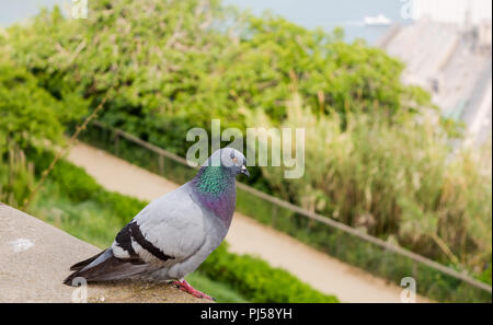 Feral rock dove, also known as rock pigeon, or common pigeon (Columba livia) perched on the top of Montjuic hill. Stock Photo