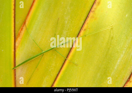 Stick Insect Baculum Thaii Female Thailand Phasme Baton De Thailande Stock Photo Alamy