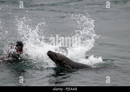 Grey seal (Halichoerus grypus) - Males fighting - Netherlands //  Phoque gris Stock Photo