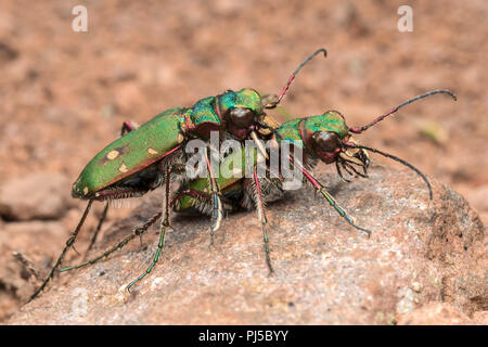 Green Tiger Beetles (Cicindela campestris) preparing to mate. Tipperary, Ireland Stock Photo