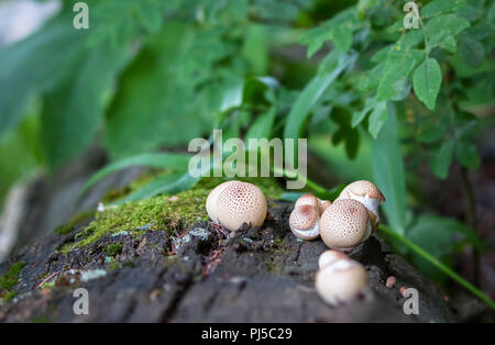 A group of puffball mushrooms (Lycoperdon sp.) grows on a fallen tree in Yellowstone National Park, Wyoming. Stock Photo