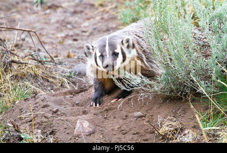An American badger (Taxidea taxus) peeks out from behind a shrub in Yellowstone National Park, Wyoming. Stock Photo