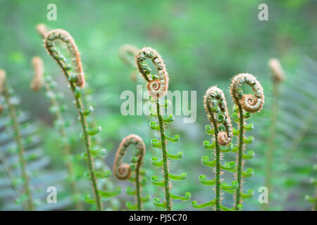 Young fronds (or fiddleheads) grow on a new sword fern plant (Polystichum munitum) in Portland, Oregon. Stock Photo