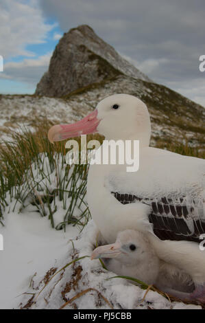 An adult male Wandering Albatross and downy chick on their nest in the snow on Bird Island, South Georgia, sub-Antarctic Stock Photo