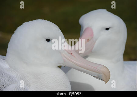 A pair of Wandering Albatrosses together on Bird Island, South Georgia Stock Photo