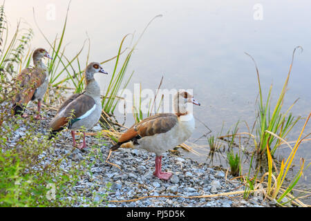 Group of three Egyptian geese (Alopochen aegyptiaca) in the wild, standing by a lake in Germany, Europe Stock Photo