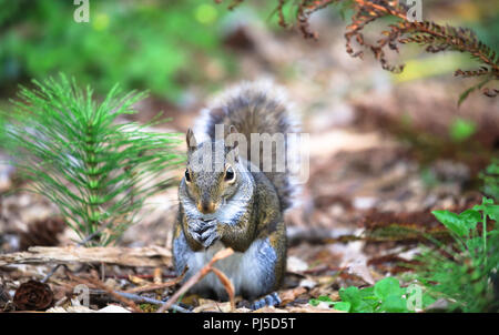 An eastern grey squirrel (Sciurus carolinensis) sits on the ground while eating a nut in Portland, Oregon. Stock Photo