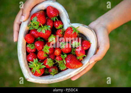 Overhead view of a girl or young woman hands holding a wooden heart shaped bowl of freshly picked red strawberries Stock Photo