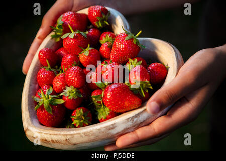 Girl or young woman hands holding a wooden heart shaped bowl of freshly picked red strawberries Stock Photo