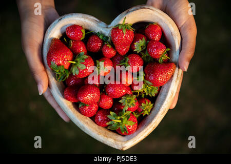 Overhead view of a girl or young woman hands holding a wooden heart shaped bowl of freshly picked red strawberries Stock Photo