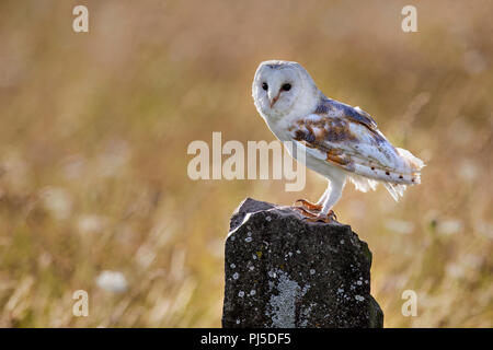 Barn Owl on rock in flower meadow Stock Photo