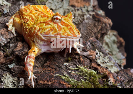 Pac man frog albino strawberry isolated on white background Stock Photo