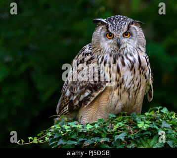 Siberian Eagle Owl Stock Photo
