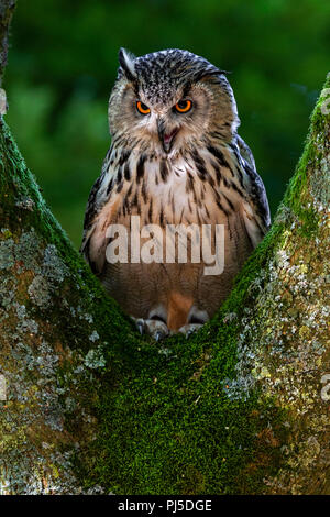 Siberian Eagle Owl Stock Photo