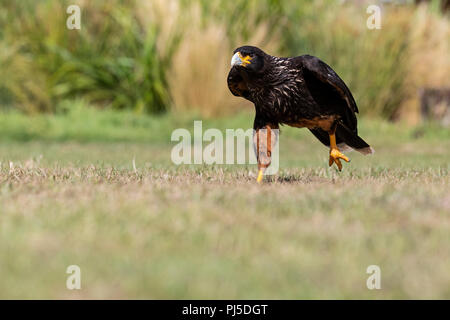 Striated Caracara, walking Stock Photo