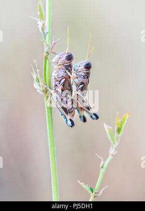 Two grasshoppers mate on a blade of grass in western Idaho. Stock Photo