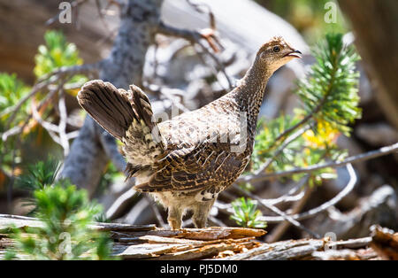 A ruffed grouse (Bonasa umbellus) walks along a log on a sunny day in Yellowstone National Park, Wyoming. Stock Photo