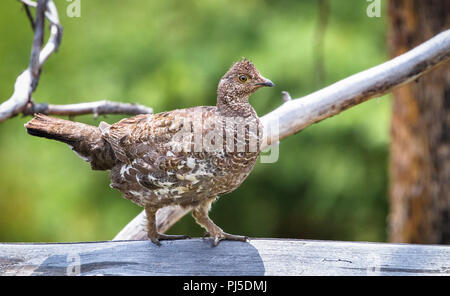 A ruffed grouse (Bonasa umbellus) walks along a log on a sunny day in Yellowstone National Park, Wyoming. Stock Photo