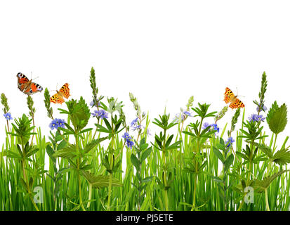Grass and wild flowers border with butterflies on white background ...
