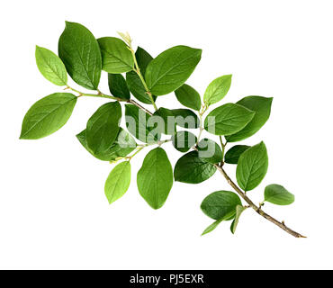 Spring twig with green leaves isolated on white background Stock Photo ...