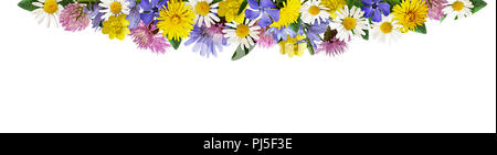 Wild flowers in a border arrangement isolated on white background. Stock Photo