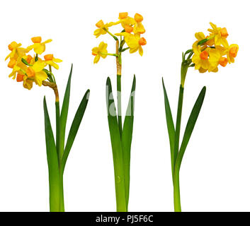 Set With Beautiful Yellow Daffodils On White Background. Banner Design 