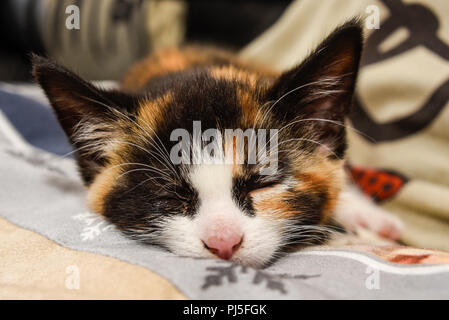 Tortoiseshell kitten. Eight weeks old. Indoor pet sleeping on sofa. Tricolour, tricolor tortoiseshell and white female young cat. Feline calico Stock Photo
