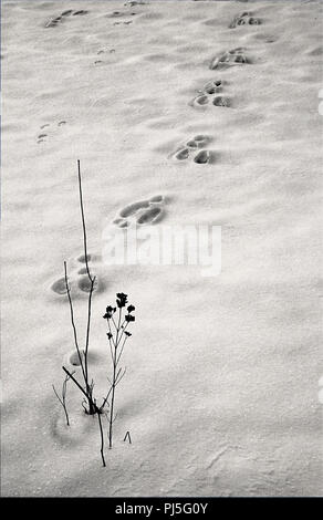 Digital composite image of rabbit tracks in the snow and a weed in winter. Stock Photo