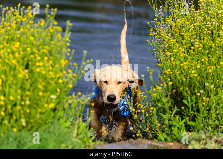 Laguna Niguel, CA. Golden retreiver puppy playing and swimming at Laguna Niguel Regional Park in Orange County, CA on Labor Day, September 3, 2018. Cr Stock Photo
