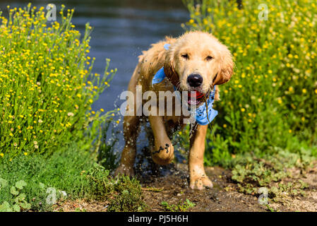 Laguna Niguel, CA. Golden retreiver puppy playing and swimming at Laguna Niguel Regional Park in Orange County, CA on Labor Day, September 3, 2018. Cr Stock Photo
