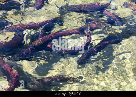 red spawning sockeye salmon at BC Canada Stock Photo - Alamy