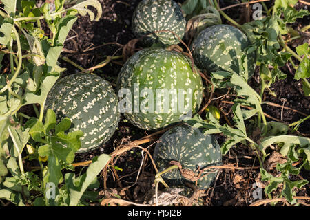 Bitter apple, Kolokvint (Citrullus colocynthis) Stock Photo