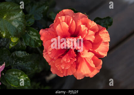 Chinese hibiscus, Hibiskus (Hibiscus rosa-sinensis) Stock Photo