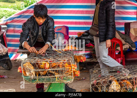 Dong Van, Vietnam - March 18, 2018: Chicken in hauls on sale at Dong Van sunday market Stock Photo