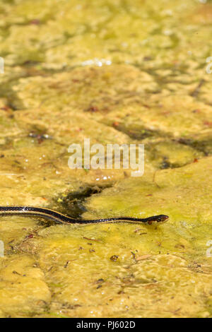 Garter snake on algae at Blue Lagoon on the Deschutes River, Deschutes National Forest, Cascade Lakes National Scenic Byway, Oregon Stock Photo