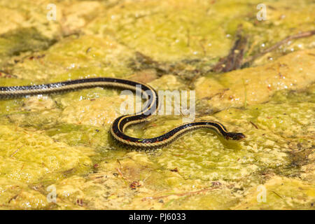 Garter snake on algae at Blue Lagoon on the Deschutes River, Deschutes National Forest, Cascade Lakes National Scenic Byway, Oregon Stock Photo