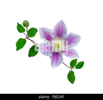Purple clematis on a stem isolated on white background Stock Photo