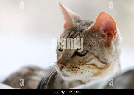 Beautiful male silver Bengal kitten indoor portrait at about 6 months old Stock Photo