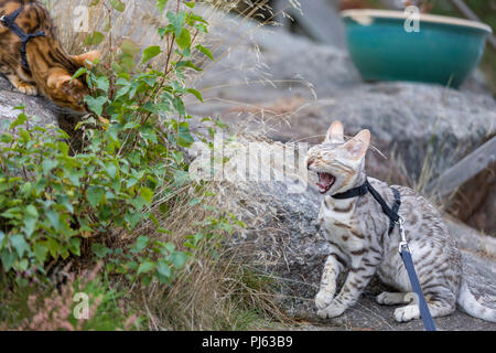 Adult Bengal cat introduction to younger Bengal cat kitten outdoors Stock Photo