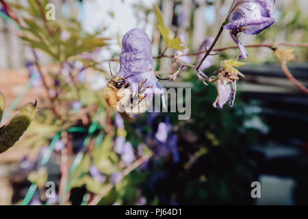 Bumblebee sitting on a violet flower macro photo