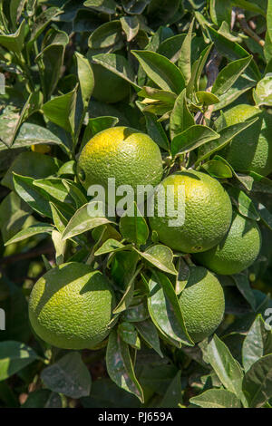 Unripe organic oranges growing on a tree, Valencian Community, Spain Stock Photo