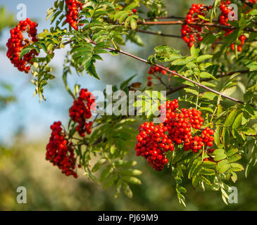 Scotland, UK, 4th September. UK weather: The distinctive bright red colour of berries or pomes of a young flowering rowan or mountain ash tree (Sorbus) are bright red in sunshine on a sunny day Stock Photo