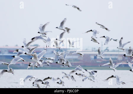 Zhangjiakou, Zhangjiakou, China. 5th Sep, 2018. Zhangjiakou, CHINA-More than 7,000 relict gulls can be seen at the wetland in Kangbao County, Zhangjiakou, north China's Hebei Province. Credit: SIPA Asia/ZUMA Wire/Alamy Live News Stock Photo